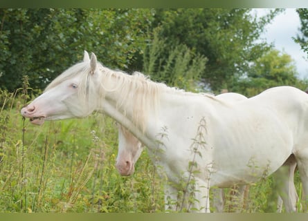 Criollo, Wałach, 2 lat, 152 cm, Tarantowata