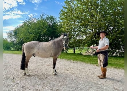 Criollo, Wallach, 16 Jahre, 142 cm, Grullo