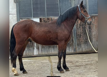 Criollo, Wallach, 3 Jahre, 150 cm, Brauner