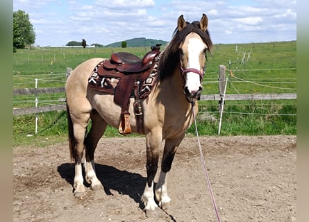 Criollo, Wallach, 6 Jahre, 152 cm