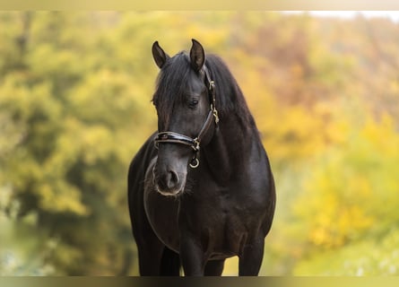 Cruzado, Caballo castrado, 10 años, 154 cm, Negro