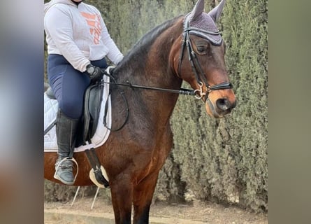 Cruzado, Caballo castrado, 10 años, 155 cm, Castaño