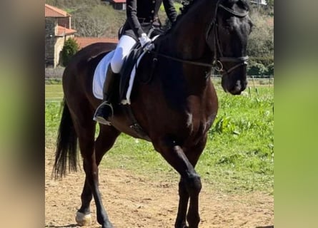 Cruzado, Caballo castrado, 10 años, 167 cm, Castaño