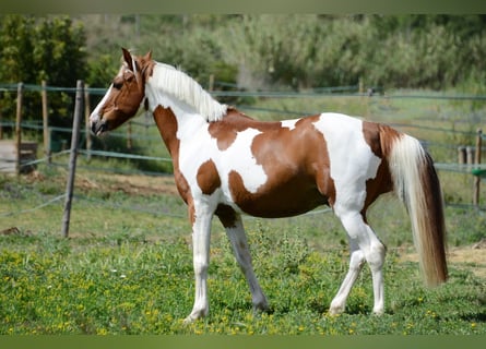 Cruzado, Caballo castrado, 13 años, 148 cm, Pío