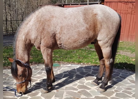 Cruzado, Caballo castrado, 15 años, 153 cm, Castaño-ruano