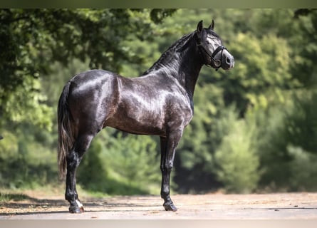Cruzado, Caballo castrado, 4 años, 152 cm, Tordillo negro