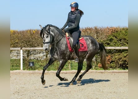 Cruzado, Caballo castrado, 4 años, 155 cm, Tordo