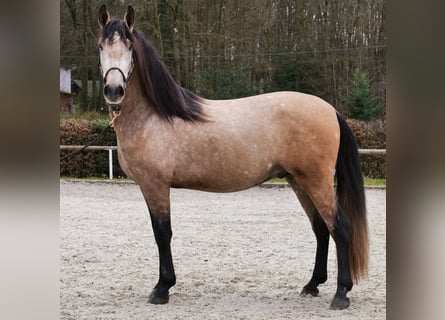 Cruzado, Caballo castrado, 4 años, 158 cm, Musgo marrón
