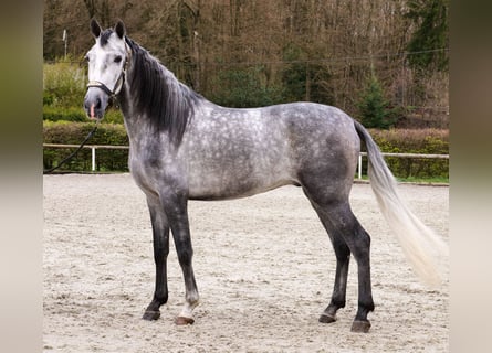 Cruzado, Caballo castrado, 4 años, 158 cm, Tordo