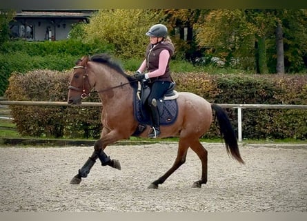Cruzado, Caballo castrado, 5 años, 150 cm, Ruano alazán