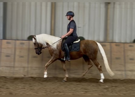Cruzado, Caballo castrado, 5 años, 157 cm, Palomino