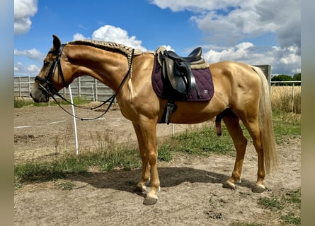 Cruzado, Caballo castrado, 5 años, 163 cm, Palomino