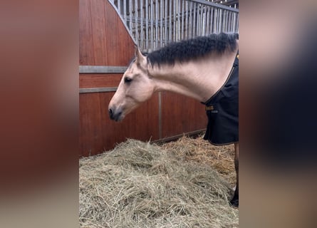 Cruzado, Caballo castrado, 5 años, 165 cm, Cremello