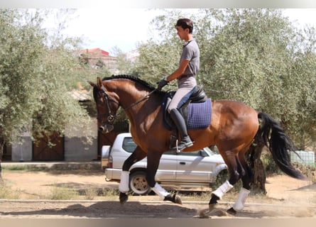 Cruzado, Caballo castrado, 6 años, 162 cm, Castaño