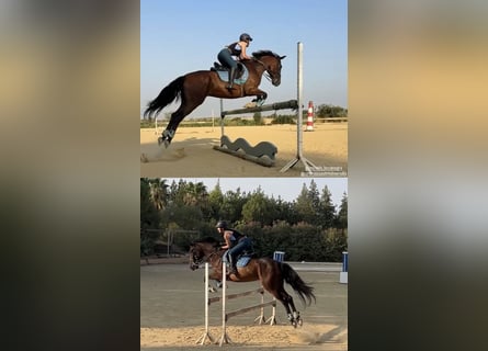 Cruzado, Caballo castrado, 7 años, 162 cm, Castaño oscuro