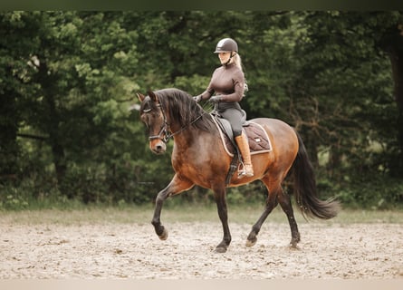 Cruzado, Caballo castrado, 8 años, 155 cm, Morcillo