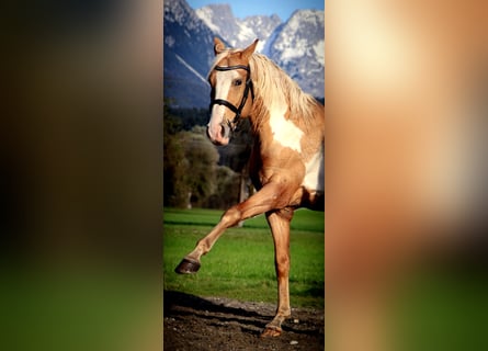 Cruzado, Castrone, 10 Anni, 155 cm, Overo-tutti i colori