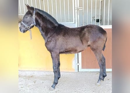 Cruzado, Castrone, 1 Anno