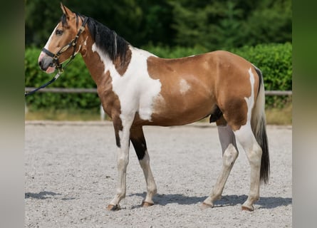 Cruzado, Castrone, 3 Anni, 150 cm, Pezzato