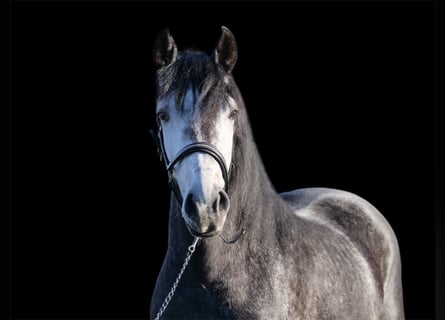 Cruzado Mix, Castrone, 3 Anni, 150 cm, Può diventare grigio