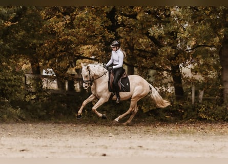 Cruzado, Castrone, 3 Anni, 158 cm, Palomino