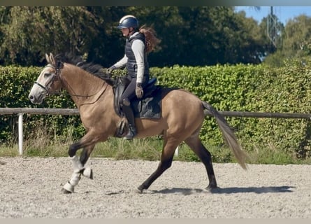 Cruzado, Castrone, 3 Anni, 160 cm, Grigio rossastro