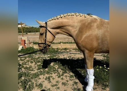 Cruzado, Castrone, 3 Anni, 160 cm, Perlino