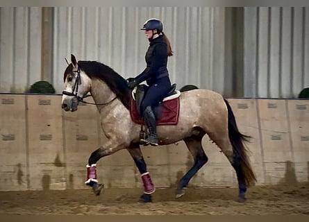 Cruzado, Castrone, 4 Anni, 158 cm, Falbo baio