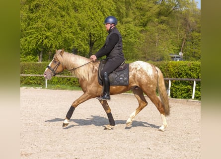 Cruzado, Castrone, 4 Anni, 158 cm, Leopard
