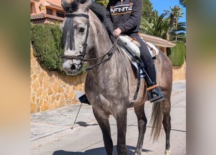 Cruzado, Castrone, 4 Anni, 163 cm
