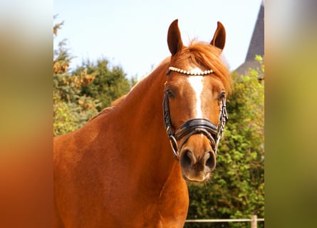 Cruzado, Castrone, 5 Anni, 146 cm, Sauro