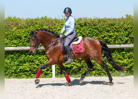 Cruzado, Castrone, 5 Anni, 150 cm, Baio