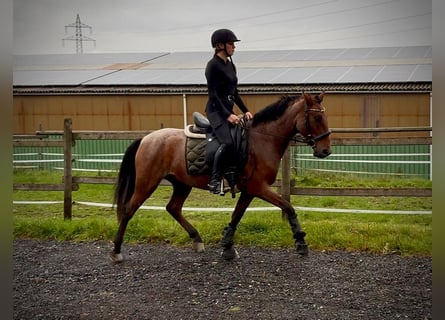 Cruzado, Castrone, 5 Anni, 150 cm, Roano rosso