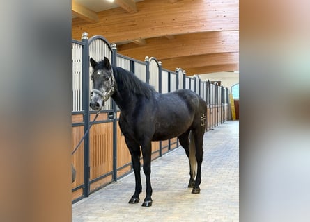 Cruzado Mix, Castrone, 5 Anni, 162 cm, Grigio ferro