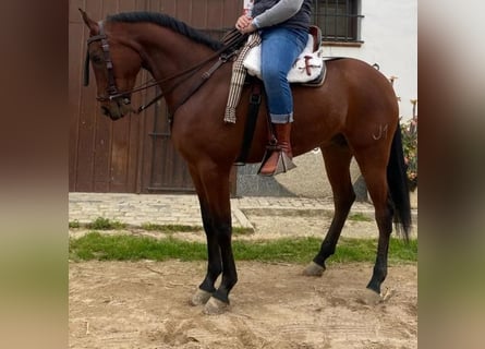 Cruzado, Castrone, 5 Anni, 168 cm, Baio