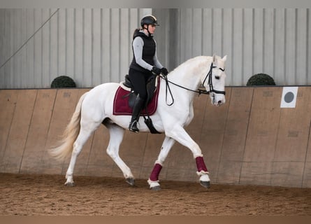 Cruzado, Castrone, 6 Anni, 153 cm, Grigio