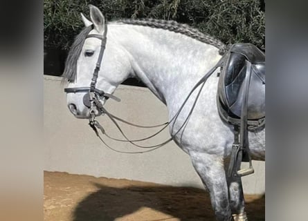 Cruzado, Castrone, 7 Anni, 158 cm, Grigio