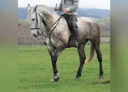 Cruzado, Castrone, 7 Anni, 175 cm, Grigio