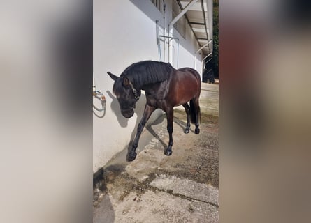 Cruzado, Castrone, 8 Anni, 157 cm, Morello