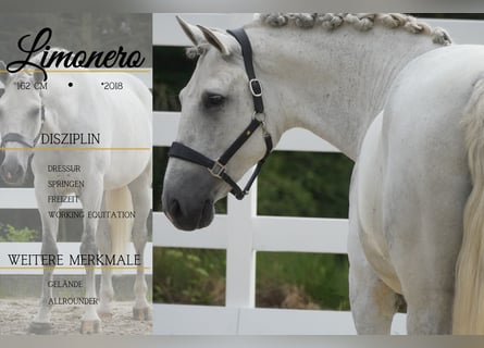 Cruzado, Castrone, 8 Anni, 162 cm, Grigio