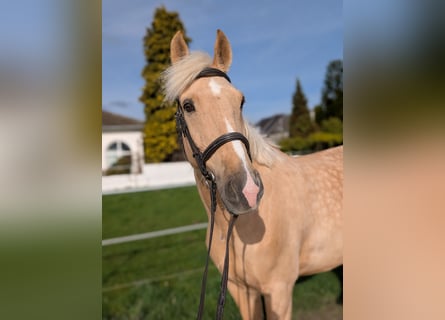 Cruzado, Castrone, 8 Anni, 165 cm, Palomino