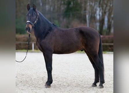 Cruzado, Castrone, 9 Anni, 158 cm, Baio scuro