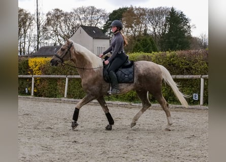 Cruzado, Gelding, 10 years, 15.1 hh, Palomino