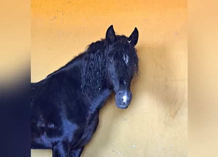 Cruzado, Gelding, 11 years, 15 hh, Black