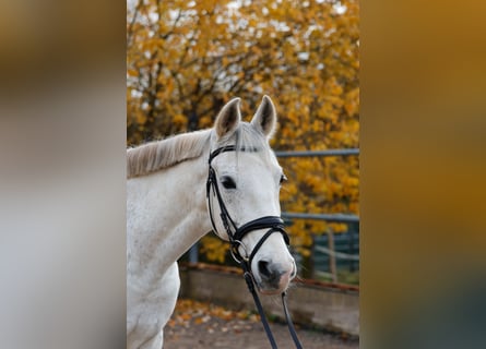 Cruzado, Gelding, 14 years, 16 hh, Grey