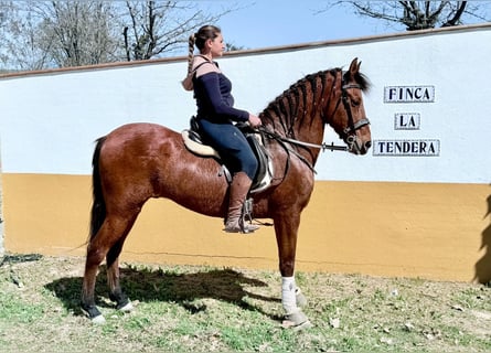 Cruzado, Gelding, 15 years, 16 hh, Bay