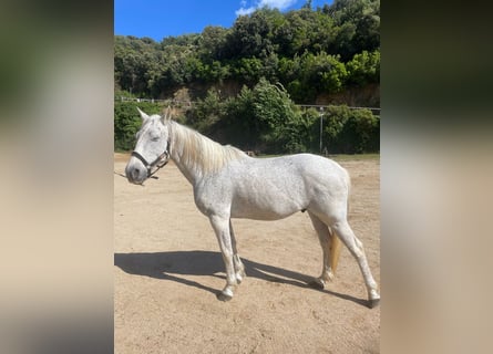 Cruzado, Gelding, 15 years, Grey