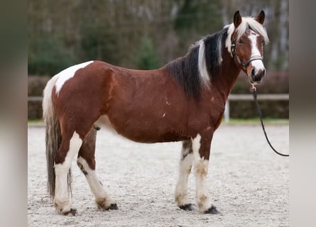 Cruzado, Gelding, 4 years, 13,2 hh, Pinto
