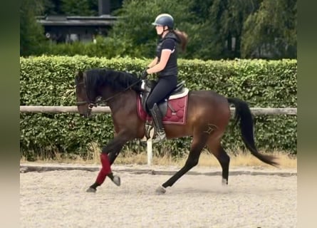 Cruzado, Gelding, 4 years, 14.2 hh, Bay-Dark