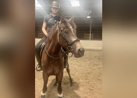 Cruzado, Gelding, 4 years, 14,2 hh, Brown